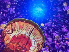 -海合安青岛极地海洋公园