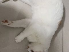 -宠爱国际动物医院·疑难骨科·心肾内科·皮肤科(太阳宫店)