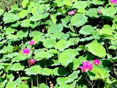 -羊亭河湿地公园