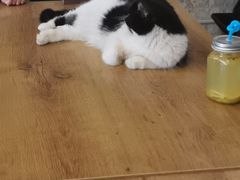 -平行世界·猫咖(首经贸店)
