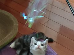 -东方名猫馆·英短金渐层布偶猫舍(环线广场1号楼店)