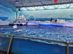 -秦皇岛乐岛海洋王国