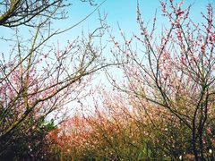 -铁山坪森林公园