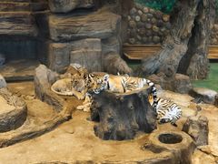 -横道河子东北虎林园