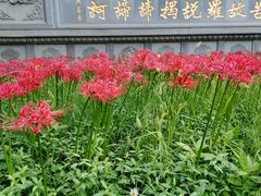 -西安大兴善寺