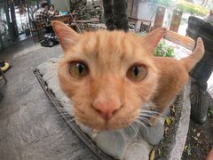 -喵屿·大理花园猫咖