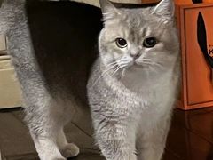 -Bastet sally猫舍购宠(静安店)