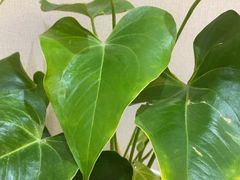 -东湖印象汉寿特色甲鱼钵子菜(渔人码头店)