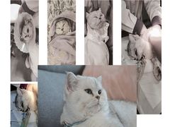 -宠爱国际动物医院· 猫科· 外科·中兽医(长白店)