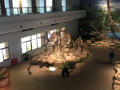 -自贡恐龙博物馆