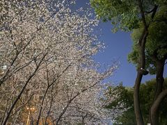 -西北湖绿化广场
