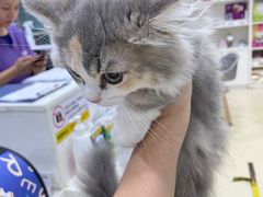 -萌兽医馆·宠物医院·猫骨科(创景店)