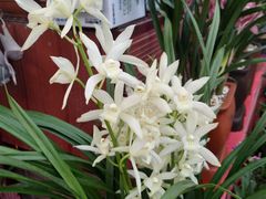 -秦美花卉(天朗·莱茵小城2期店)