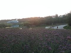 -大塘金香草谷