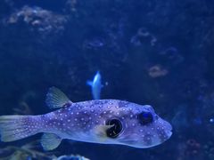 -芜湖新华联大白鲸海洋公园