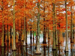 -白鹭湾湿地公园