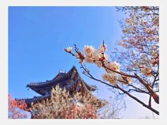 -梅花山(明孝陵内)