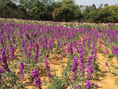-松山湖梦幻百花洲