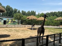 -北京野生动物园