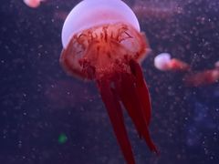 -欢乐海岸海洋奇梦馆