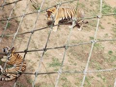 -西霞口神雕山野生动物世界