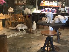 -more than meow吴止猫主题餐厅(承德 中船汇店)
