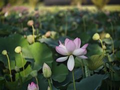 -墨尔本皇家植物园