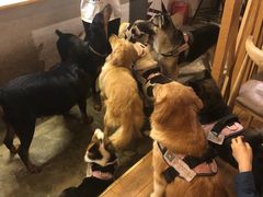 -萌喵咖啡屋(人民东路4号口M16商铺店)