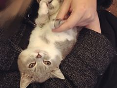 -猫色咖啡·猫咖