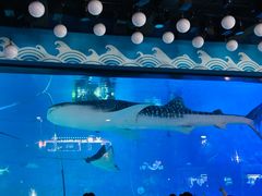 -烟台海昌鲸鲨海洋公园