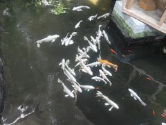 -南宫五洲植物乐园