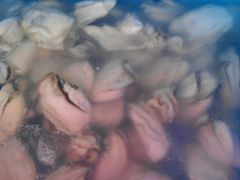 生蚝-新庆嫂渔港