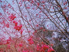 -杭州植物园