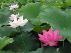 -荷花荡