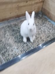 -神奇动物撸宠馆·羊驼·小浣熊·异宠(豫园店)