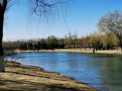 -大兴滨河森林公园