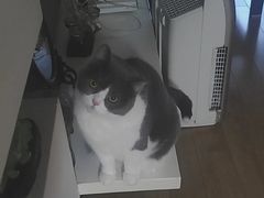 -欣宠猫屋·矮脚拿破仑·蓝金金渐层