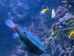 -海合安青岛极地海洋公园
