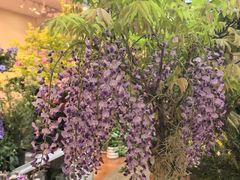 -双季花艺园艺市场(浦东店)