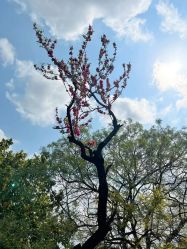 -加帕瑜伽培训学院