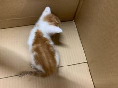 -爱妮康宠物医院·干细胞免疫细胞·肿瘤·心脏(张江店)