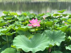 -西海子公园