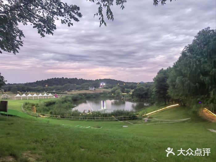 大塘金香草谷图片