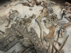 -自贡恐龙博物馆