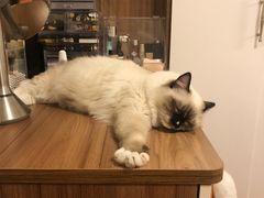 -宠颐生中康贝怡动物医院