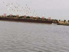 -南大港湿地风景区