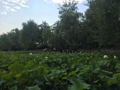 -莲湖公园
