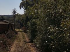 -长沙黑麋峰国家森林公园