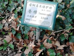 -徐家汇源景区-衡山公园