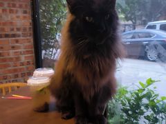 -豆逗聊愈猫阁Easy Life